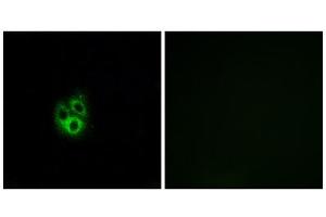 Immunofluorescence analysis of A549 cells, using GNG5 antibody. (GNG5 anticorps  (N-Term))