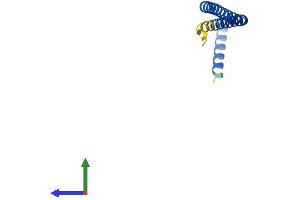 AlphaFold protein structure predicition of Mouse Recombinant Borcs8 Protein, UniprotID Q9D6Y4