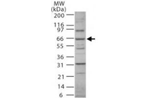 Western blot analysis of Nfkbiz. (NFKBIZ anticorps  (AA 186-199))