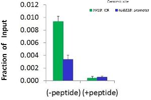 Chromatin Immunoprecipitation (ChIP) Using Suv420h1 antibody - C-terminal region  and HCT116 Cells