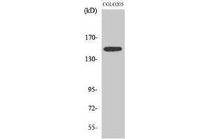 Western Blotting (WB) image for anti-STE20-Like Kinase (SLK) (C-Term) antibody (ABIN3186978) (SLK anticorps  (C-Term))