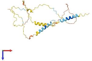 AlphaFold protein structure predicition of Human Recombinant LAT2 Protein, UniprotID Q9GZY6
