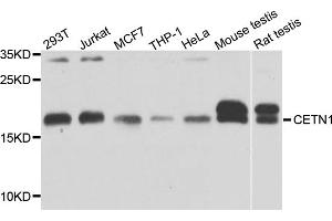 Western blot analysis of extracts of various cell lines, using CETN1 antibody. (Centrin 1 anticorps)