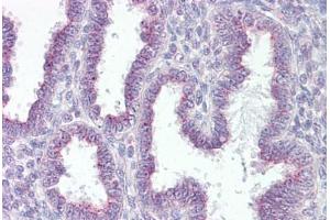 Anti-RER1 antibody IHC staining of human uterus. (RER1 anticorps  (AA 179-192))