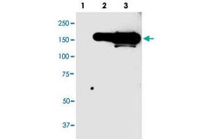 Western blot analysis of GFP tag monoclonal antibody, clone 946as  in 10 ug lysate from GFP fusion protein prositive 293 cells. (GFP Tag anticorps  (N-Term))