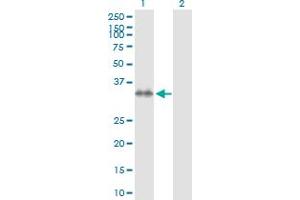 Western Blot analysis of STX7 expression in transfected 293T cell line by STX7 MaxPab polyclonal antibody. (Syntaxin 7 anticorps  (AA 1-261))
