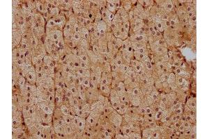 IHC image of ABIN7139851 diluted at 1:400 and staining in paraffin-embedded human adrenal gland tissue performed on a Leica BondTM system. (PEN2 anticorps  (AA 39-57))