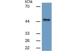 Rabbit Capture antibody from the kit in WB with Positive Control: Sample Human Hela Cells. (Caspase 1 Kit ELISA)
