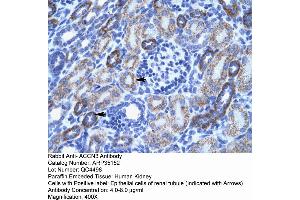 Human kidney (ASIC3 anticorps  (N-Term))