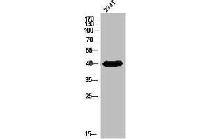 Western Blot analysis of 293T cells using DHHC-9 Polyclonal Antibody