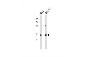All lanes : Anti-MEOX2 Antibody at 1:1000 dilution Lane 1: Hela whole cell lysates Lane 2: NIH/3T3 whole cell lysates Lysates/proteins at 20 μg per lane. (MEOX2 anticorps)