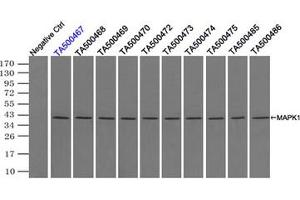 Image no. 2 for anti-Mitogen-Activated Protein Kinase 1 (MAPK1) antibody (ABIN1499291) (ERK2 anticorps)