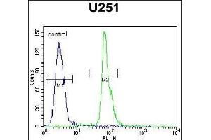 COPZ2 Antibody (C-term) (ABIN651368 and ABIN2840206) flow cytometric analysis of  cells (right histogram) compared to a negative control cell (left histogram). (COPZ2 anticorps  (C-Term))