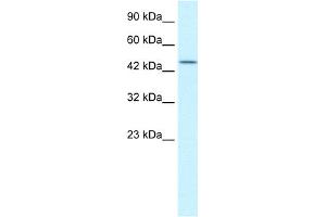WB Suggested Anti-TCEB1 Antibody Titration:  0. (TCEB1 anticorps  (N-Term))