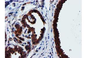 Immunohistochemistry (IHC) image for anti-Epsin 2 (EPN2) antibody (ABIN1498051) (Epsin 2 anticorps)