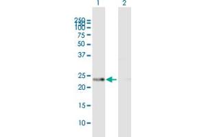 Western Blot analysis of PRDX4 expression in transfected 293T cell line by PRDX4 MaxPab polyclonal antibody. (Peroxiredoxin 4 anticorps  (AA 1-271))