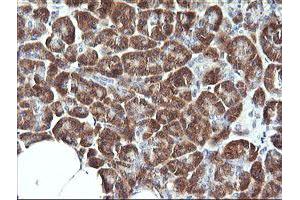 Image no. 2 for anti-Synaptotagmin IV (SYT4) antibody (ABIN1501275) (SYT4 anticorps)