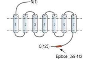 anti-Arginine Vasopressin Receptor 1B (AVPR1B) (AA 399-412), (C-Term), (Intracellular) antibody