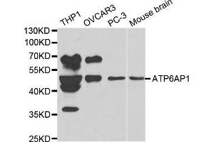 Western blot analysis of extracts of various cell lines, using ATP6AP1 antibody.