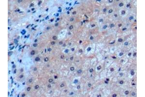 Detection of ICOSLG in Human Liver Tissue using Polyclonal Antibody to Inducible T-Cell Co Stimulator Ligand (ICOSLG) (ICOSLG anticorps  (AA 23-249))