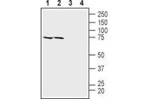 Western blot analysis of mouse (lanes 1 and 3) and rat (lanes 2 and 4) brain membranes: - 1,2. (SLC1A4 anticorps  (C-Term, Intracellular))