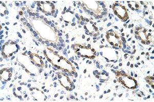 Immunohistochemical staining (Formalin-fixed paraffin-embedded sections) of human kidney with KHDRBS3 polyclonal antibody . (KHDRBS3 anticorps  (AA 281-330))