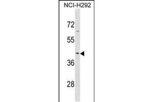 Western blot analysis in NCI-H292 cell line lysates (35ug/lane). (SERPINB9 anticorps  (AA 122-150))