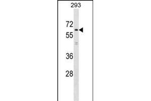 KLHL2 Antibody (N-term) (ABIN1539593 and ABIN2849175) western blot analysis in 293 cell line lysates (35 μg/lane). (KLHL2 anticorps  (N-Term))