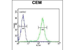 Flow cytometric analysis of CEM cells (right histogram) compared to a negative control cell (left histogram). (CFP anticorps  (AA 197-223))