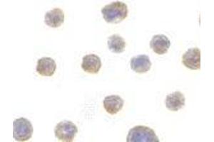 Immunocytochemistry of BIF in HeLa with AP30149PU-N BIF antibody at 10 μg/ml.