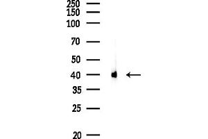 Western blot analysis of lysates from Rat brain, using CKMA Antibody at 1/1000 dilution.