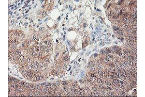 Image no. 3 for anti-NIF3 NGG1 Interacting Factor 3-Like 1 (NIF3L1) antibody (ABIN1496618) (NIF3L1 anticorps)