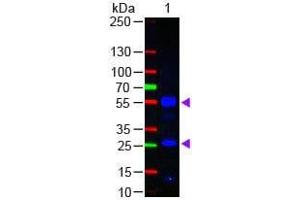 Western Blotting (WB) image for Goat anti-Human IgG (Heavy & Light Chain) antibody (FITC) - Preadsorbed (ABIN965346)