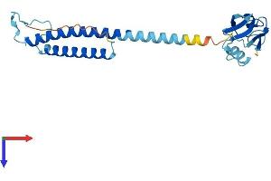 AlphaFold protein structure predicition of Human Recombinant PSMD9 Protein, UniprotID O00233