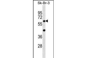 STXBP3 Antibody (Center) (ABIN656402 and ABIN2845696) western blot analysis in SK-BR-3 cell line lysates (35 μg/lane). (STXBP3 anticorps  (AA 145-171))