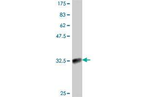 Western Blot detection against Immunogen (33.