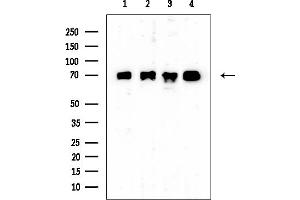 Western blot analysis of lysates from various samples, using ALS2CR8 Mouse Monoclonal Antibody at 1/1000 dilution.