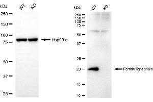 Western blotting analysis using ferritin light chain antibody (ABIN7798597).