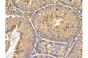 ABIN6260360 and ABIN6276505 at 1/100 staining Mouse testis tissue by IHC-P. (C19orf10 anticorps)