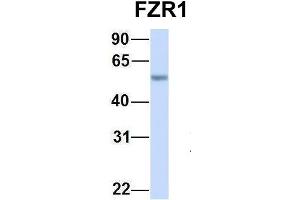 Host:  Rabbit  Target Name:  FZR1  Sample Type:  Human Fetal Lung  Antibody Dilution:  1. (FZR1 anticorps  (N-Term))