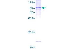 Image no. 1 for Cytochrome P450, Family 1, Subfamily A, Polypeptide 1 (CYP1A1) (AA 1-512) protein (GST tag) (ABIN1350935)