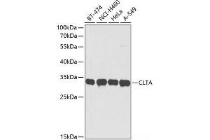 Western blot analysis of extracts of various cell lines using CLTA Polyclonal Antibody at dilution of 1:3000. (CLTA anticorps)