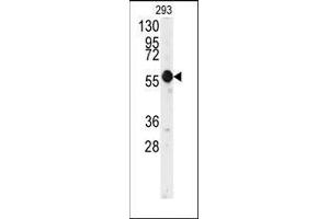 Western blot analysis of anti-E2F1 Antibody in 293 cell line lysates (35ug/lane). (E2F1 anticorps  (His357))