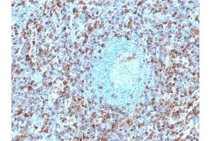 Formalin-fixed, paraffin-embedded human Spleen tissue stained with Annexin A1 Mouse Monoclonal Antibody (ANXA1/1671).