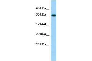 Host: Rabbit Target Name: COL6A5 Sample Type: Fetal Heart lysates Antibody Dilution: 1. (Collagen, Type VI, alpha 5 (COL6A5) (C-Term) anticorps)