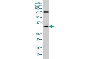 F3 monoclonal antibody (M01A), clone 4G4 Western Blot analysis of F3 expression in A-431 . (Tissue factor anticorps  (AA 45-154))