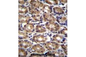 AXIN1 Antibody (C-term) immunohistochemistry analysis in formalin fixed and paraffin embedded human stomach tissue followed by peroxidase conjugation of the secondary antibody and DAB staining. (Axin anticorps  (C-Term))