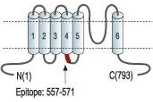 Representative domain view of the target of ABIN7885579.