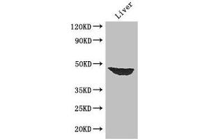 Western Blot Positive WB detected in: Mouse liver tissue All lanes: AFF4 antibody at 2. (AFF4 anticorps  (AA 77-334))