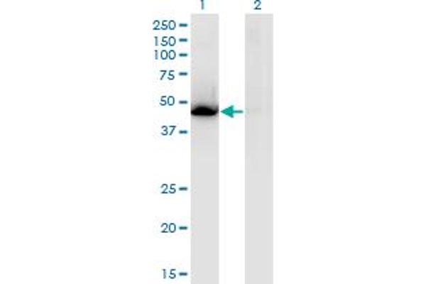 NR1H3 anticorps  (AA 1-387)